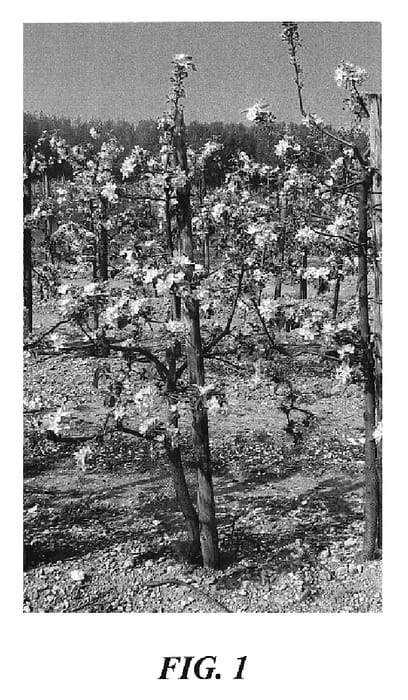 Figure 1 of US plant patent PP18482, the photograph of Dalinip printed in the patent.