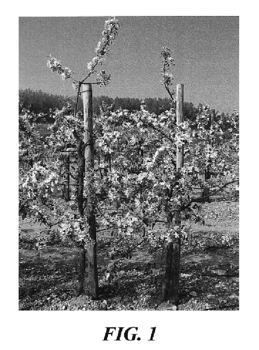 Figure 1 of US plant patent PP18483, the photograph of Dalirail printed in the patent.