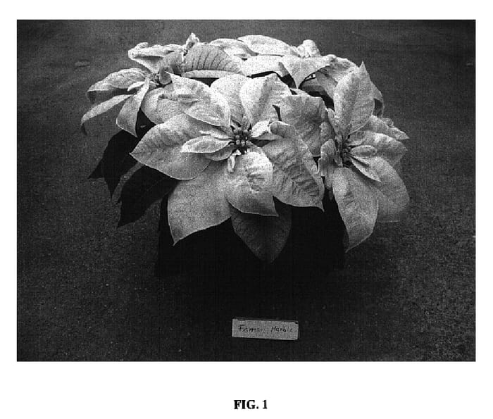 Figure 1 of US plant patent PP18484, the photograph of Fismars Marble printed in the patent.