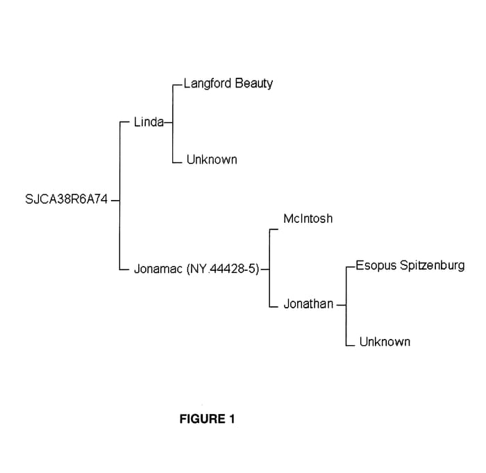 Figure 1 of US plant patent PP18485, the photograph of SJCA38R6A74 printed in the patent.