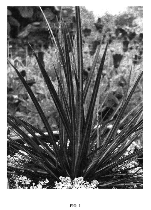 Figure 1 of US plant patent PP18486, the photograph of TAUPO BLAZE printed in the patent.