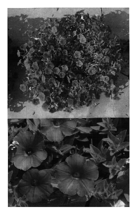 Figure 1 of US plant patent PP18487, the photograph of Sunsurfmictrout printed in the patent.