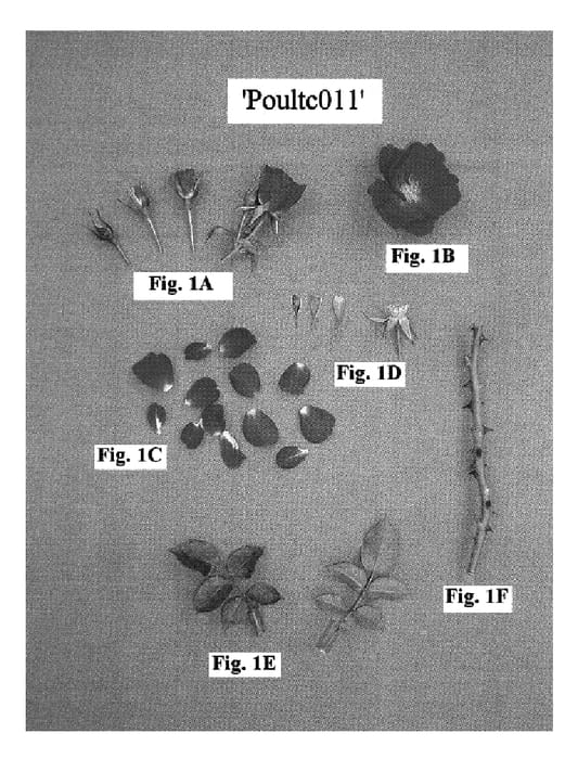 Figure 1 of US plant patent PP18488, the photograph of Poultc011 printed in the patent.