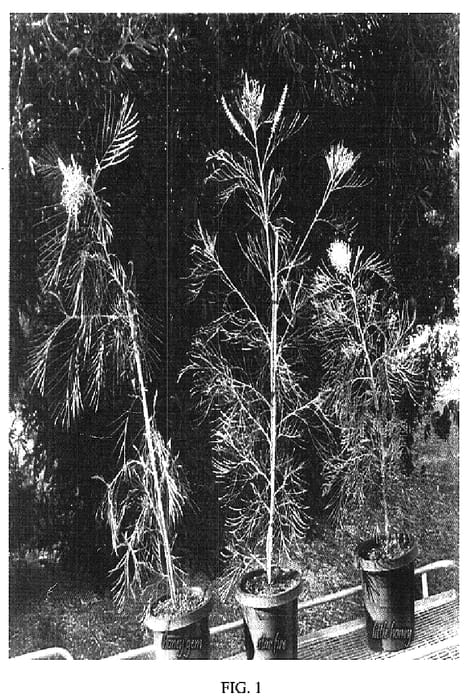 Figure 1 of US plant patent PP18489, the photograph of Little Honey printed in the patent.