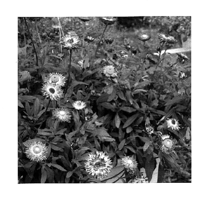 Figure 1 of US plant patent PP18490, the photograph of KLEBB05351 printed in the patent.