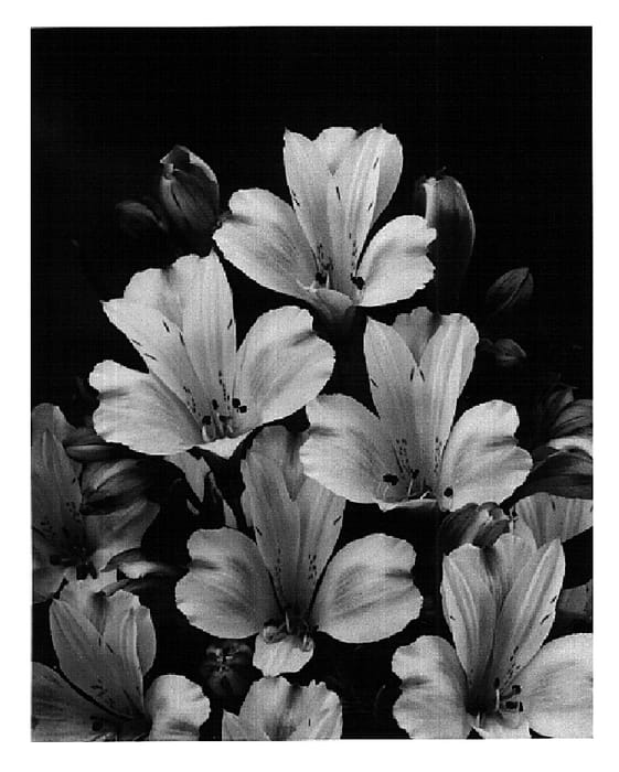 Figure 1 of US plant patent PP18491, the photograph of Zalsaleo printed in the patent.