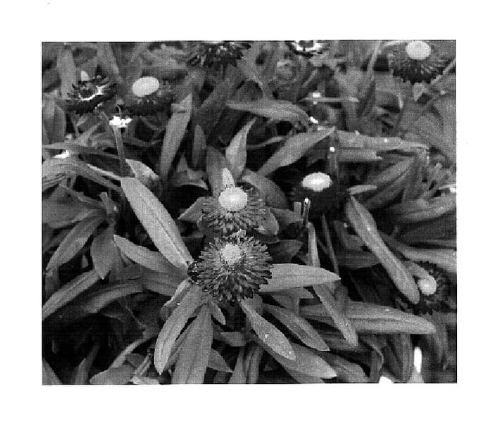 Figure 1 of US plant patent PP18492, the photograph of KLEBB05354 printed in the patent.