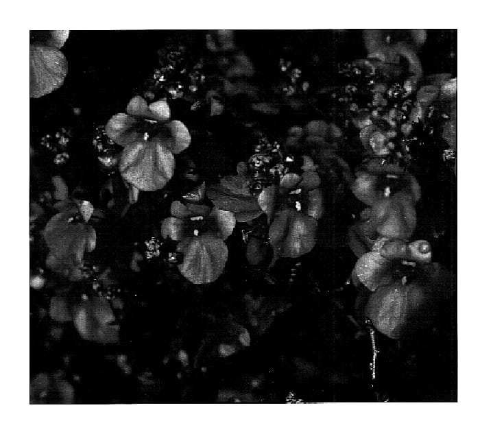 Figure 1 of US plant patent PP18493, the photograph of KLEDB05503 printed in the patent.