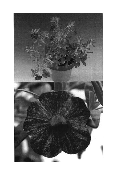 Figure 1 of US plant patent PP18494, the photograph of Carsca printed in the patent.