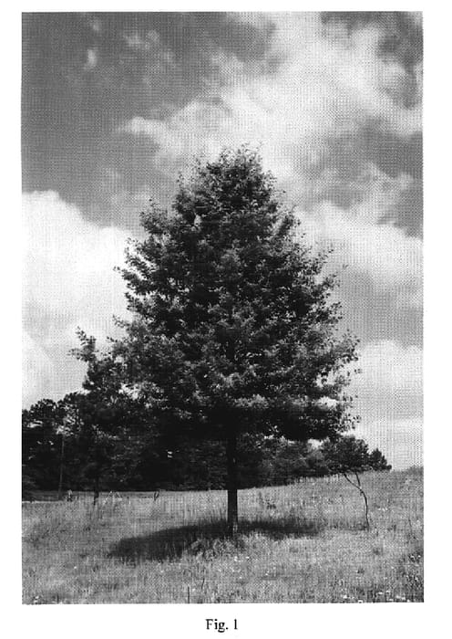 Figure 1 of US plant patent PP18495, the photograph of QXMTF printed in the patent.