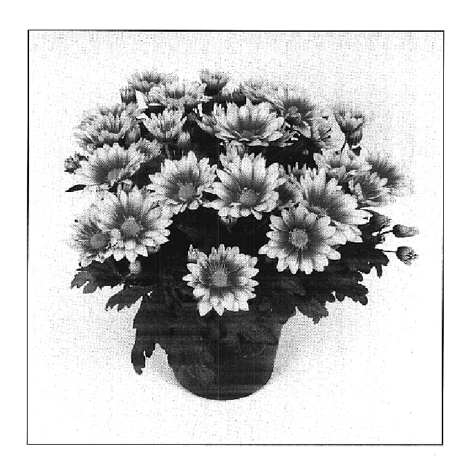 Figure 1 of US plant patent PP18496, the photograph of Radiant Time printed in the patent.
