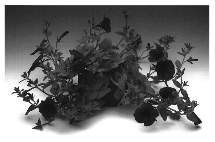Figure 1 of US plant patent PP18497, the photograph of Petelred printed in the patent.