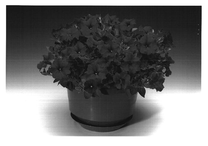 Figure 1 of US plant patent PP18498, the photograph of Petrosena printed in the patent.