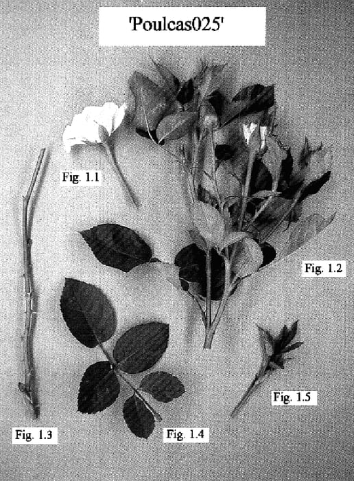 Figure 1 of US plant patent PP18499, the photograph of Poulcas025 printed in the patent.