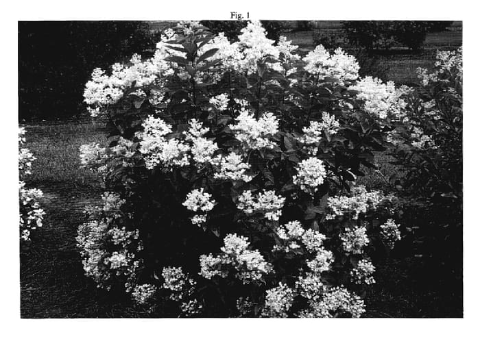 Figure 1 of US plant patent PP18500, the photograph of HYPMAD II printed in the patent.