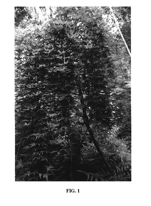Figure 1 of US plant patent PP18501, the photograph of Ryusen printed in the patent.