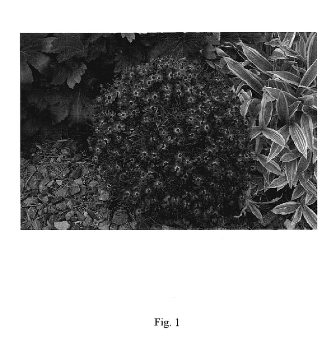 Figure 1 of US plant patent PP18502, the photograph of RP1 printed in the patent.