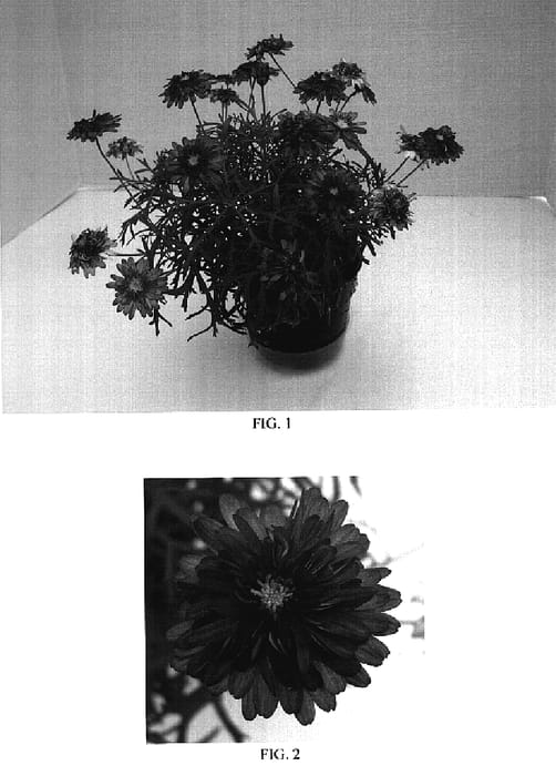 Figure 1 of US plant patent PP18503, the photograph of Bonmadchebon printed in the patent.