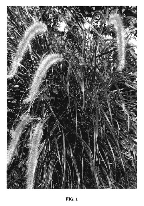 Figure 1 of US plant patent PP18504, the photograph of Fireworks printed in the patent.