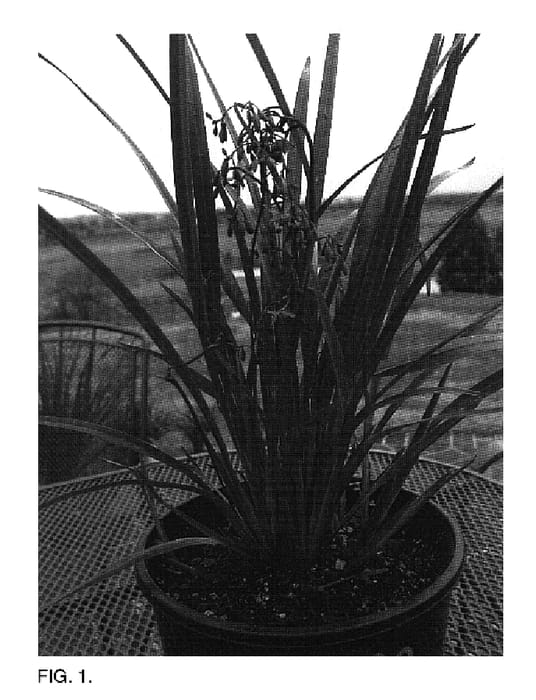 Figure 1 of US plant patent PP18505, the photograph of DCNCO printed in the patent.
