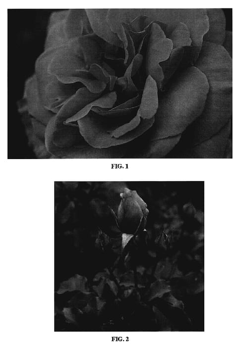 Figure 1 of US plant patent PP18506, the photograph of BAIsme printed in the patent.