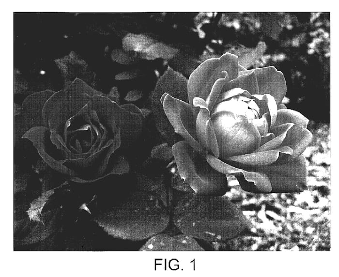 Figure 1 of US plant patent PP18507, the photograph of Radtkopink printed in the patent.