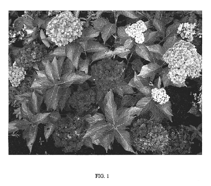 Figure 1 of US plant patent PP18508, the photograph of RIE 05 printed in the patent.