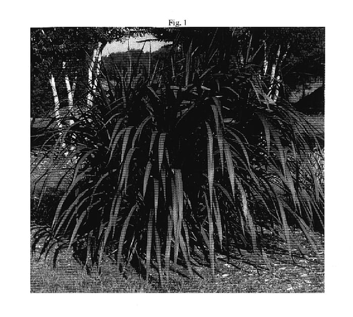 Figure 1 of US plant patent PP18509, the photograph of Prince printed in the patent.