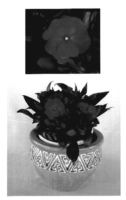 Figure 1 of US plant patent PP18510, the photograph of KIE283 printed in the patent.