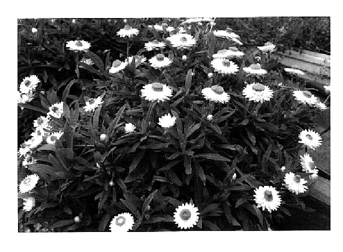 Figure 1 of US plant patent PP18511, the photograph of KLEBB05352 printed in the patent.