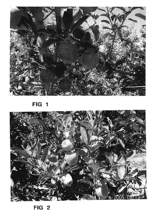Figure 1 of US plant patent PP18512, the photograph of El Niño printed in the patent.