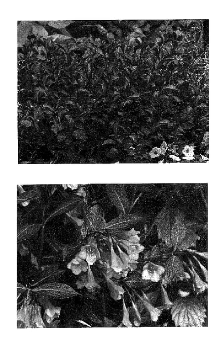 Figure 1 of US plant patent PP18513, the photograph of Bramwell printed in the patent.