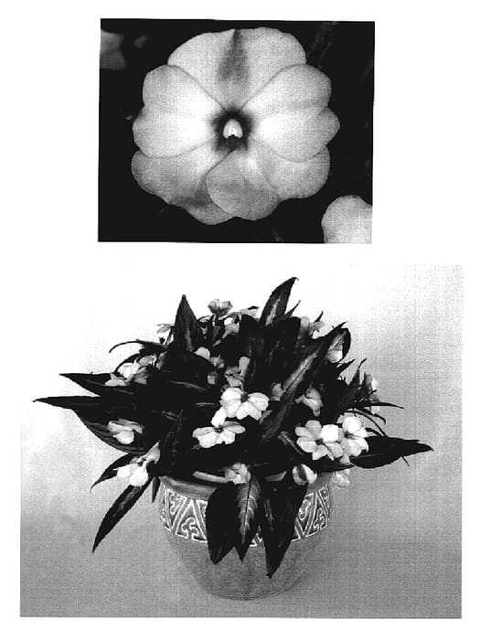 Figure 1 of US plant patent PP18514, the photograph of KIE186 printed in the patent.