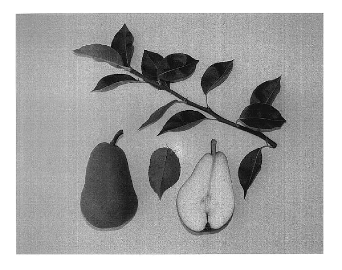 Figure 1 of US plant patent PP18515, the photograph of Carolina Gold printed in the patent.