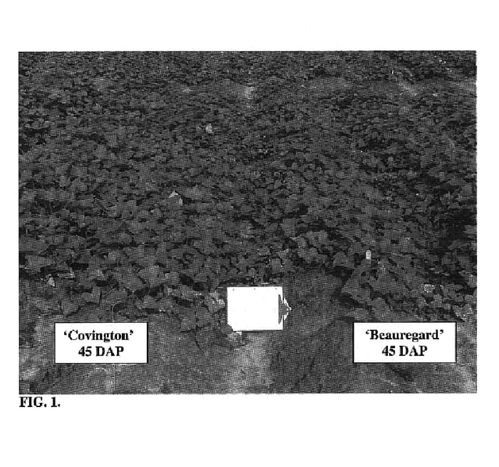 Figure 1 of US plant patent PP18516, the photograph of Covington printed in the patent.