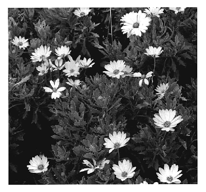 Figure 1 of US plant patent PP18517, the photograph of KLEOE05524 printed in the patent.