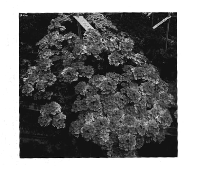 Figure 1 of US plant patent PP18518, the photograph of KLEVP05339 printed in the patent.