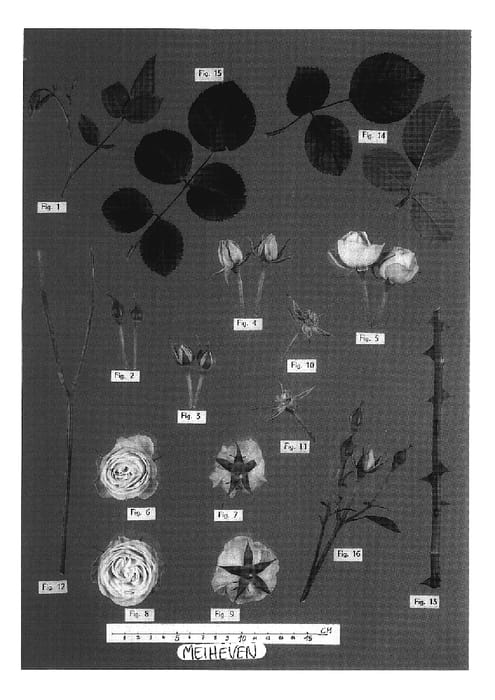 Figure 1 of US plant patent PP18519, the photograph of Meiheven printed in the patent.