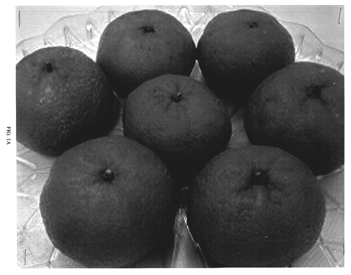 Figure 1 of US plant patent PP18520, the photograph of Late Seedless Mandarin printed in the patent.