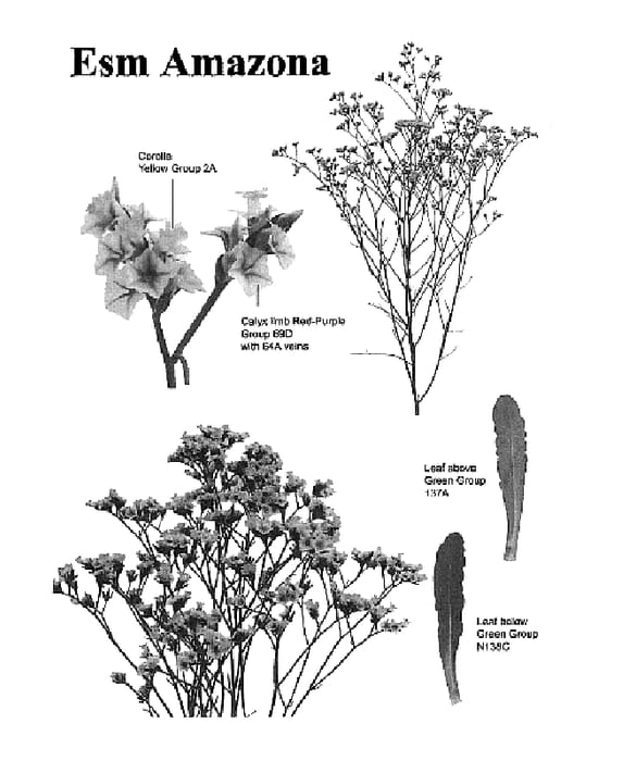 Figure 1 of US plant patent PP18521, the photograph of Esm Amazona printed in the patent.