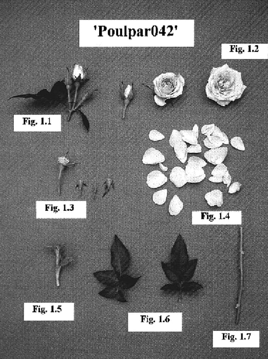 Figure 1 of US plant patent PP18522, the photograph of Poulpar042 printed in the patent.