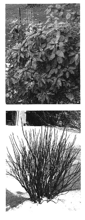 Figure 1 of US plant patent PP18523, the photograph of Farrow printed in the patent.