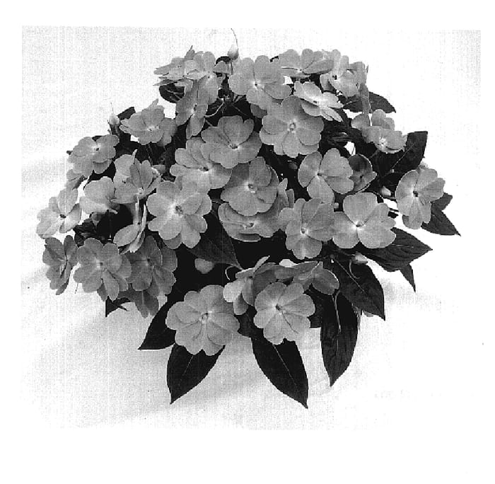 Figure 1 of US plant patent PP18524, the photograph of Odynestor printed in the patent.