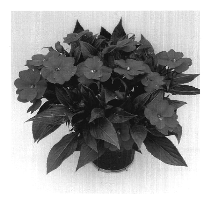 Figure 1 of US plant patent PP18525, the photograph of Odyachilles printed in the patent.