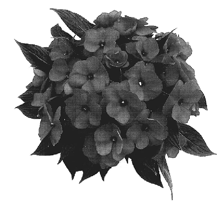 Figure 1 of US plant patent PP18526, the photograph of Odycalypso printed in the patent.