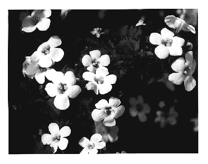 Figure 1 of US plant patent PP18527, the photograph of KLESG05179 printed in the patent.