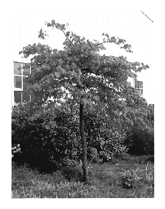 Figure 1 of US plant patent PP18528, the photograph of Cascading Hearts printed in the patent.