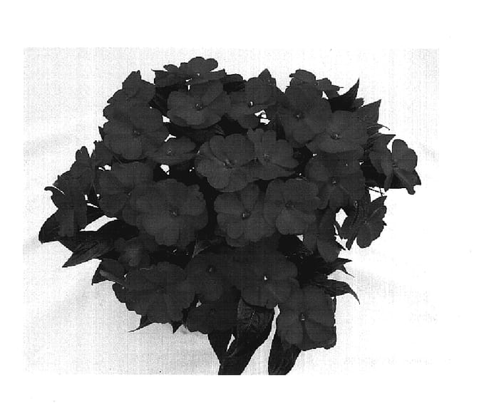 Figure 1 of US plant patent PP18529, the photograph of Odycorinth printed in the patent.
