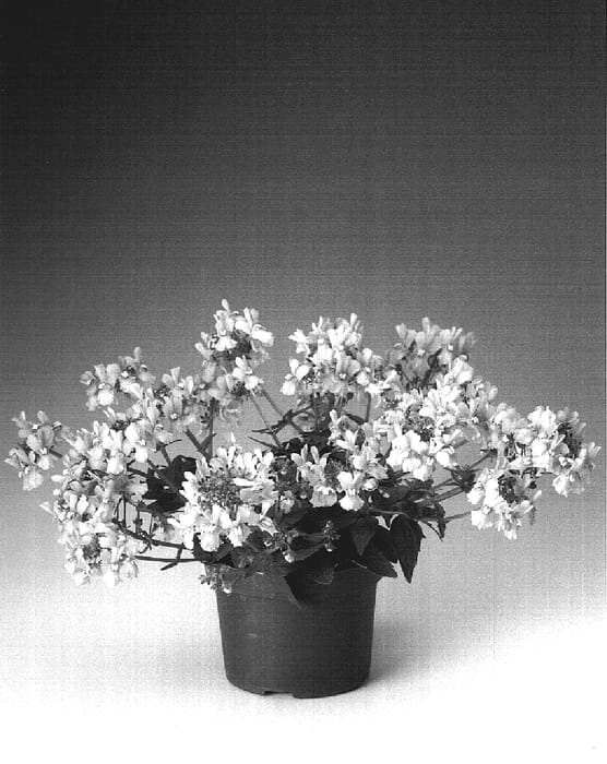 Figure 1 of US plant patent PP18530, the photograph of Nemhapin printed in the patent.