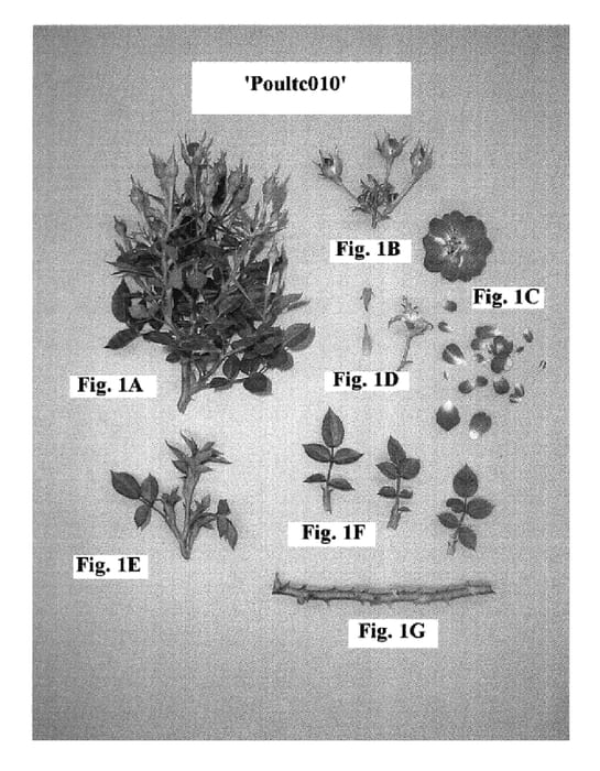 Figure 1 of US plant patent PP18531, the photograph of Poultc010 printed in the patent.